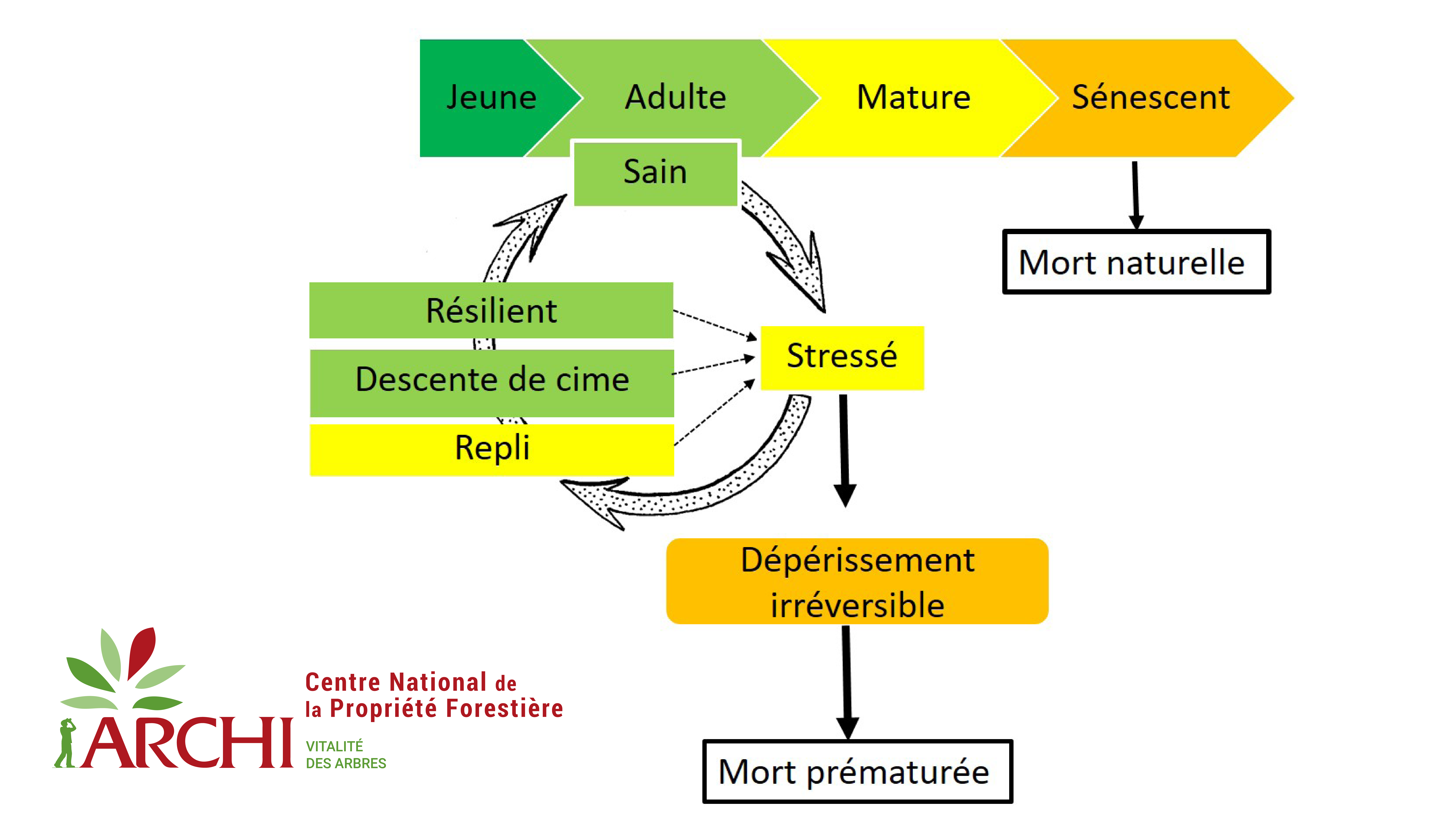 Illustration du double diagnostic de la méthode ARCHI : ontogénique (grande flèche horizontale) et physiologique (cycle). Le schéma illustre le cas des arbres adultes, mais s'applique aussi aux arbres jeunes et matures. Crédit : Christophe Drenou © CNPF.