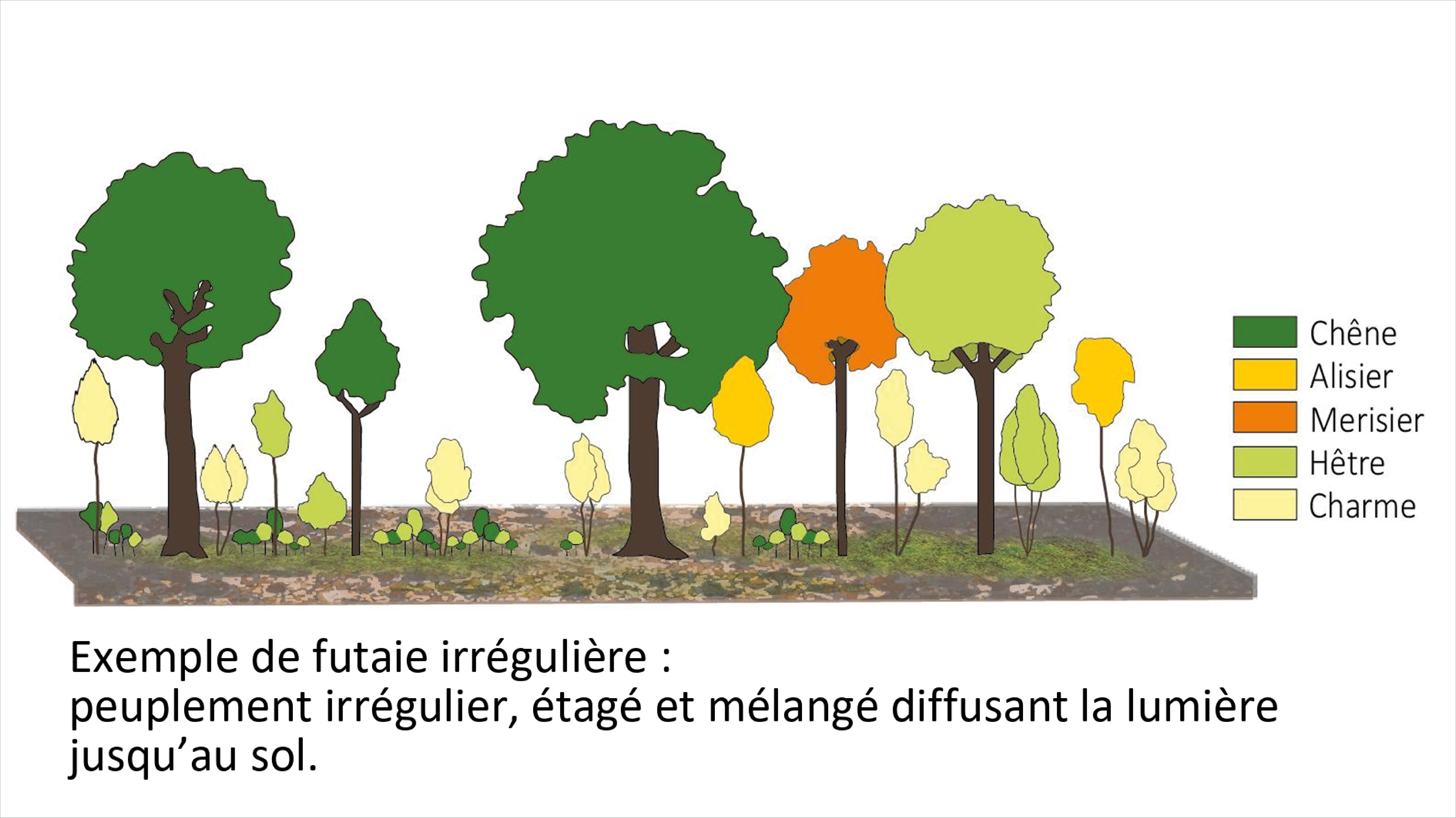 Exemple d'un des multiples modes de gestion sylvicole, la sylviculture irrégulière. Crédit : © Eduter-CNPR.