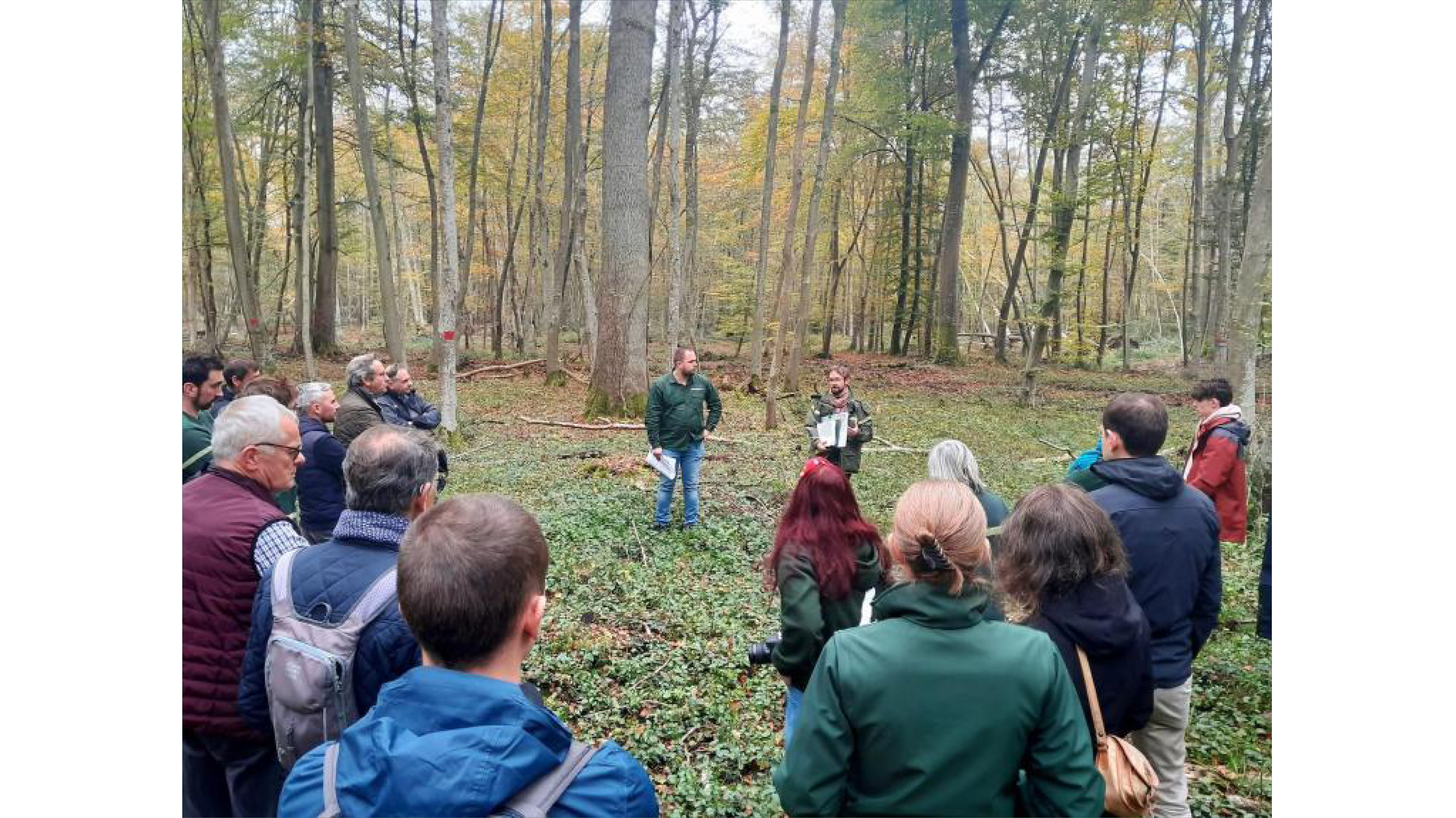 Tournée de terrain en forêt domaniale de Compiègne le 31 octobre 2024 dans le cadre du projet C4CHANGE. Crédit : © CNPF.