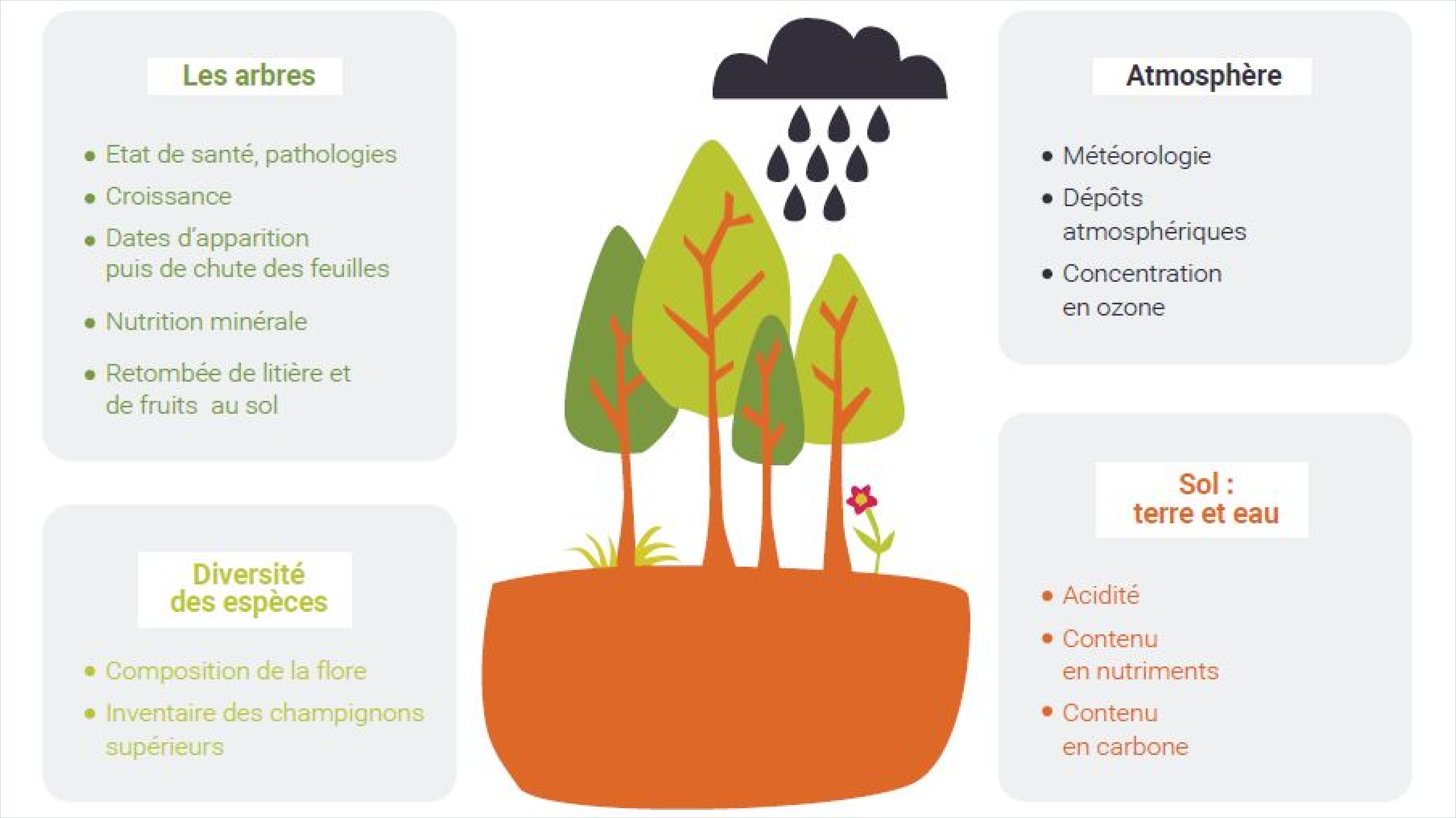 Schéma « Les composantes de l'écosystème forestier ». Source : ONF/ Renecofor. Crédit : © Taïna Cluzau.