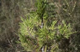 Gaudin_Foret_CC_Formation