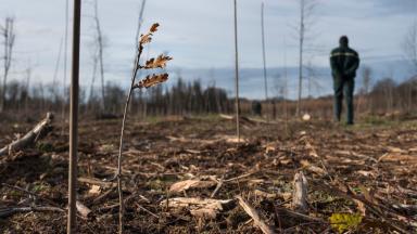 Mobilisation des forestiers face au changement climatique (2015)