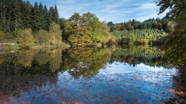 Innovation au service de la forêt d’Aquitaine : Mesures d’urgence et perspectives (2011)