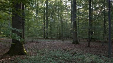 ATELIER Stations forestières (2010)