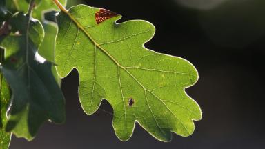 Et si l'avenir des chênaies passait par le chêne pubescent ? (2015)