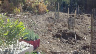 L'expérimentation au service de la forêt de demain (2021)