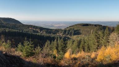 Observer et s'adapter au changement climatique en forêt méditerranéenne (2010)