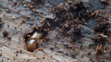 Vulnérabilité des forêts au changement climatique (2011)