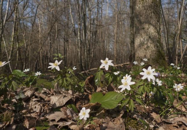 Sylvain_gaudin_anemone