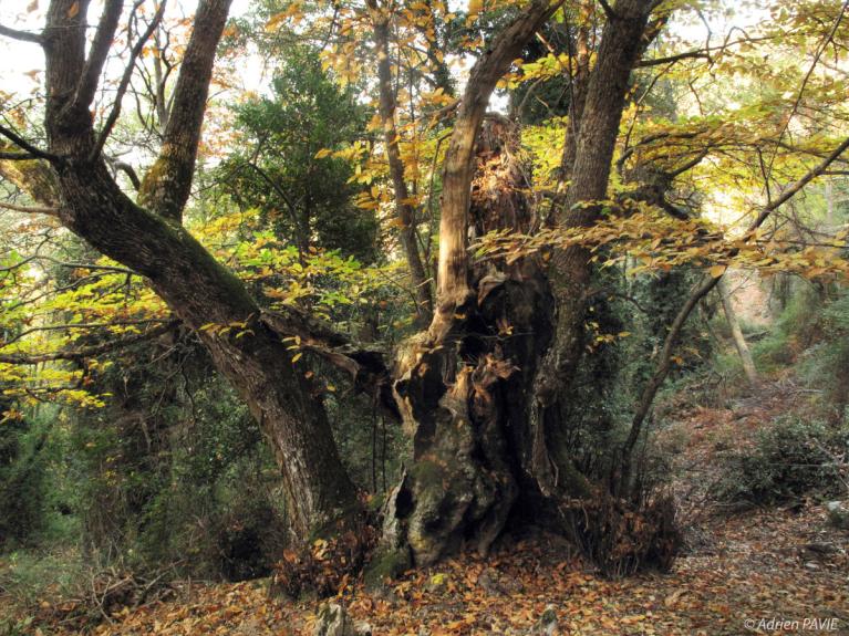 00012052 Adrien Pavie - CRPF Corse © CNPF