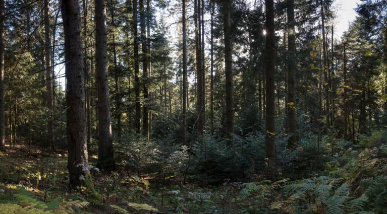 00042503_Sylvain Gaudin©CNPF