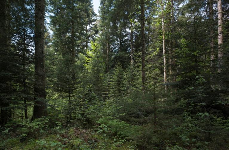 00045500_Sylvain Gaudin © CNPF