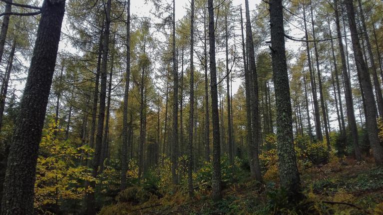 00046834_Olivier Chomer CNPF