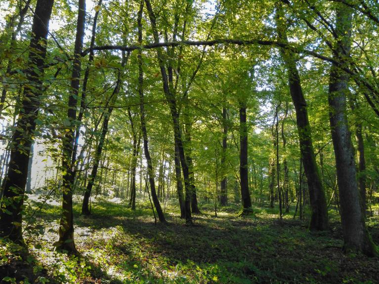 00049016_Jean-Pierre Loudes © CNPF