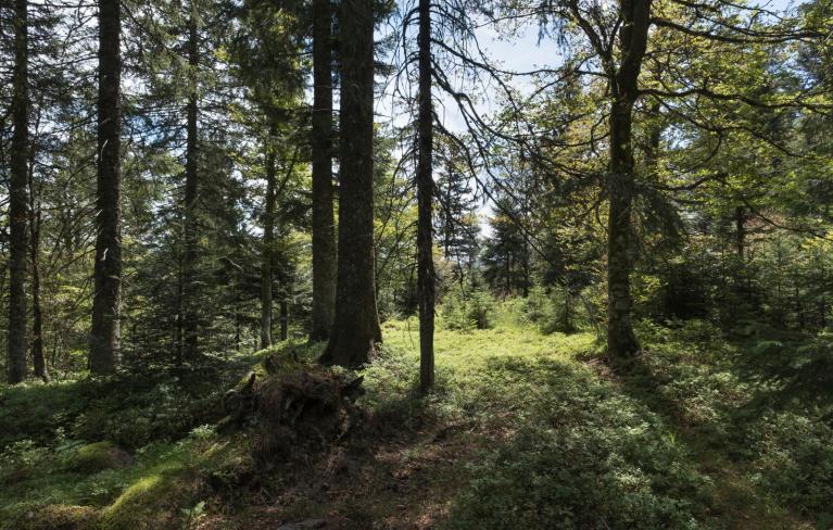 00054013_Sylvain Gaudin © CNPF