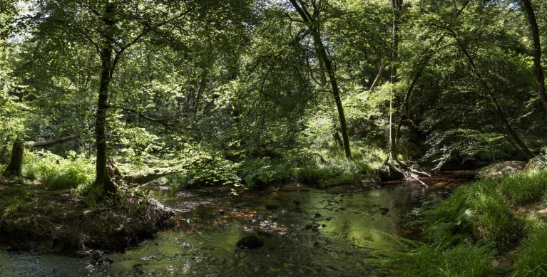 00056944_Sylvain Gaudin © CNPF