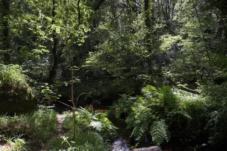 00056945_Sylvain Gaudin © CNPF