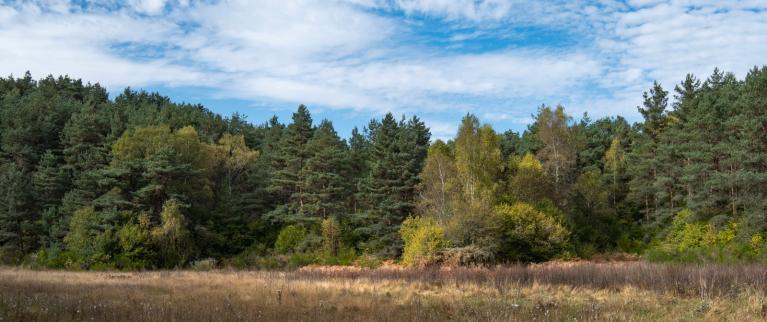 00060917_Sylvain Gaudin © CNPF