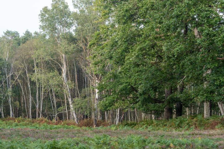 00062067_Florent Gallois © CNPF