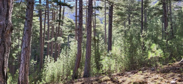 00062447 Bernard Petit © CNPF