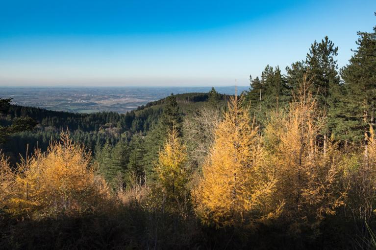 00049204_Sylvain Gaudin © CNPF