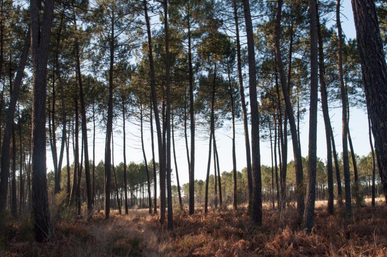 00053824_Anne GENEIX © CNPF